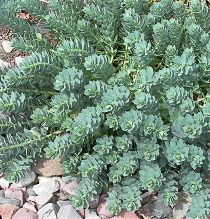 Euphorbia myrsinites