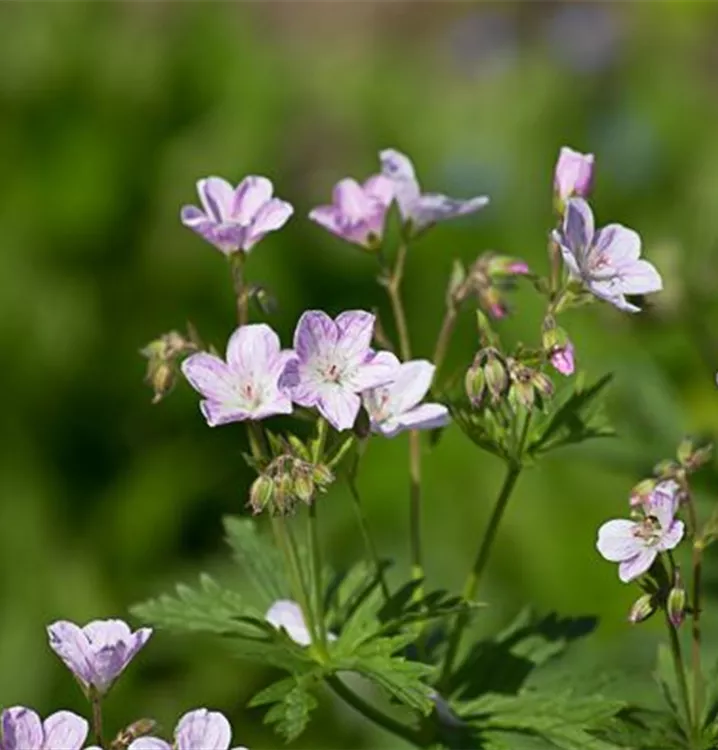 Geranium sylvaticum 'Baker's Pink'