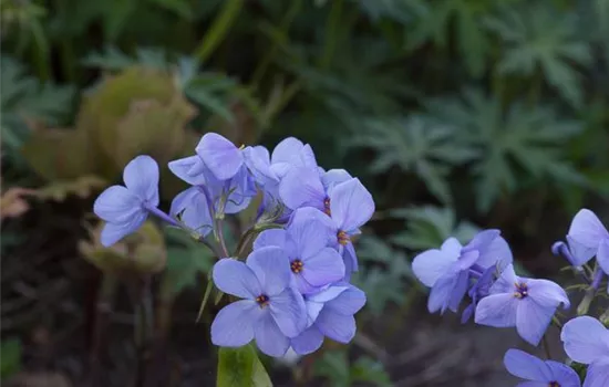 Wander-Phlox 'Blue Ridge'