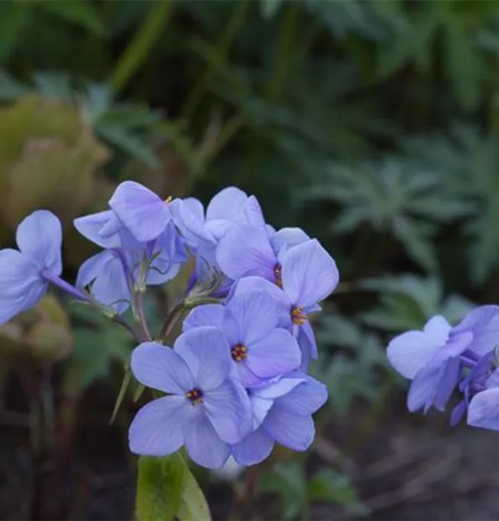 Phlox stolonifera 'Blue Ridge'