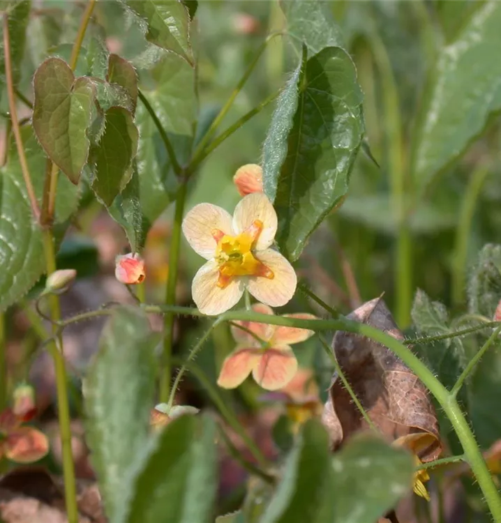 Epimedium x warleyense 'Orangekönigin'