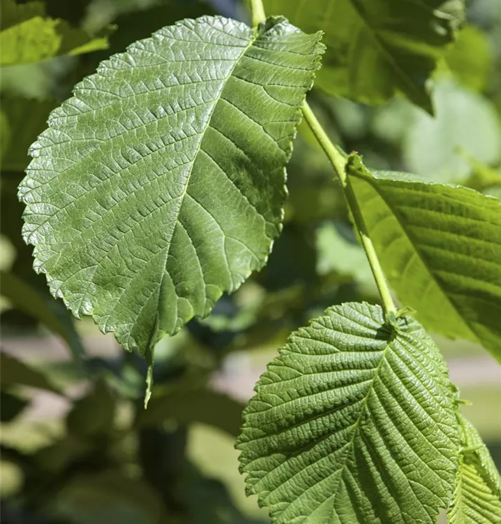 Morus alba 'Pendula'