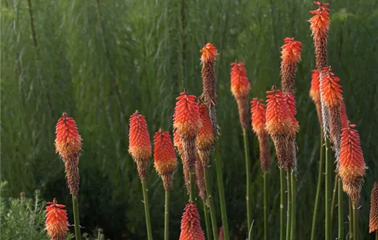 Weidenblättrige Sonnenblume