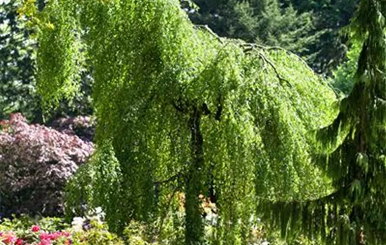 Betula pendula 'Youngii'