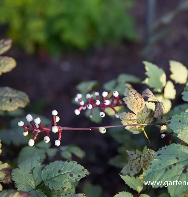 Actaea pachypoda 'Misty Blue'