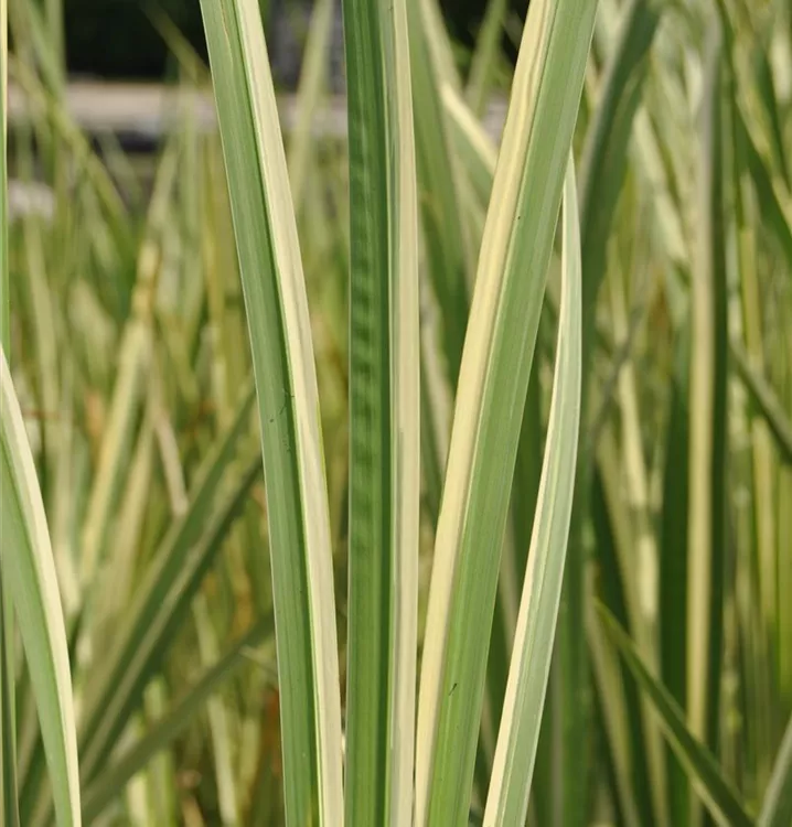 Acorus calamus 'Variegatus'