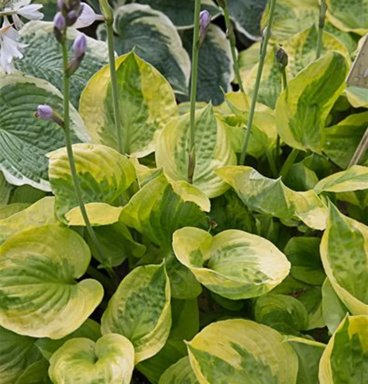 Hosta 'Liberty'