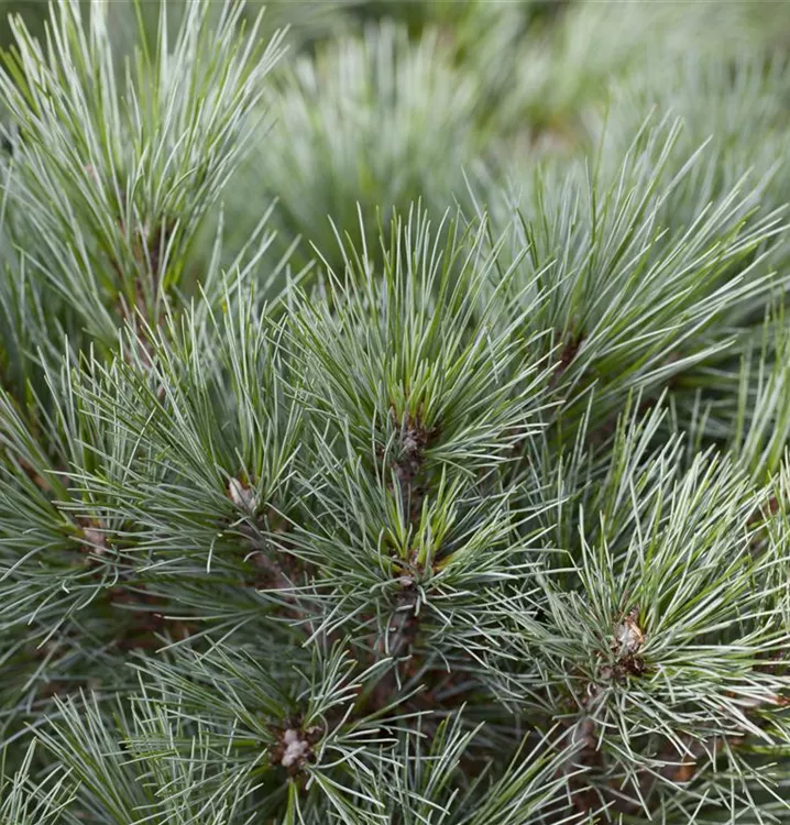 Pinus strobus 'Blue Shag'