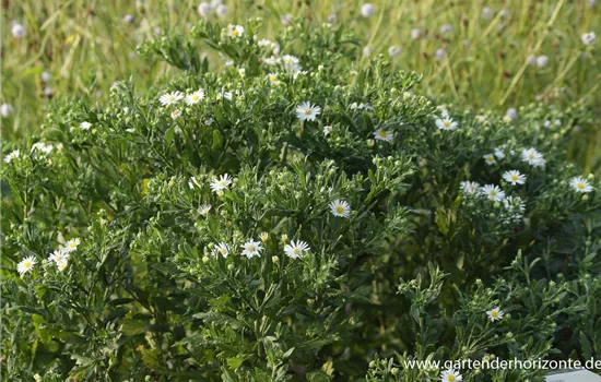 Wild-Aster 'Ashvi'