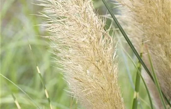 Cortaderia selloana 'Pumila'