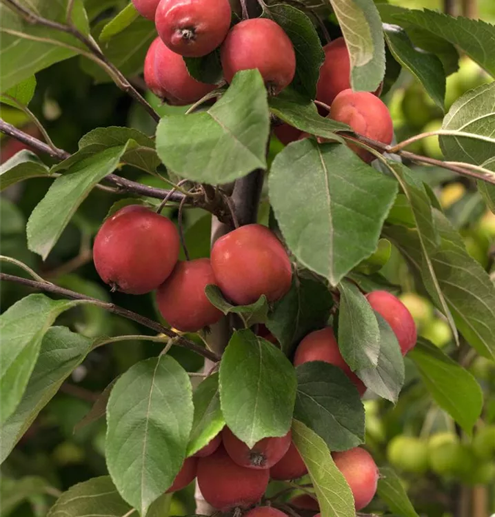 Malus 'Red Jade'