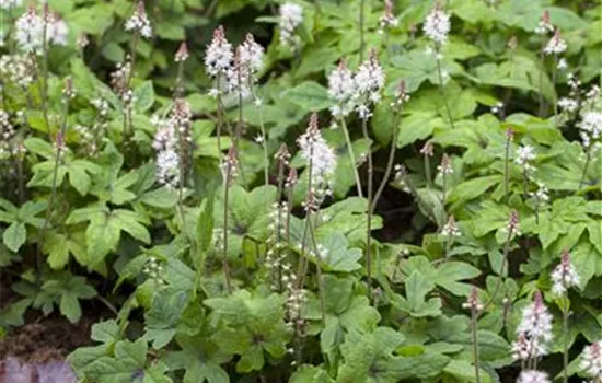 Zipfelblättrige Garten-Schaumblüte