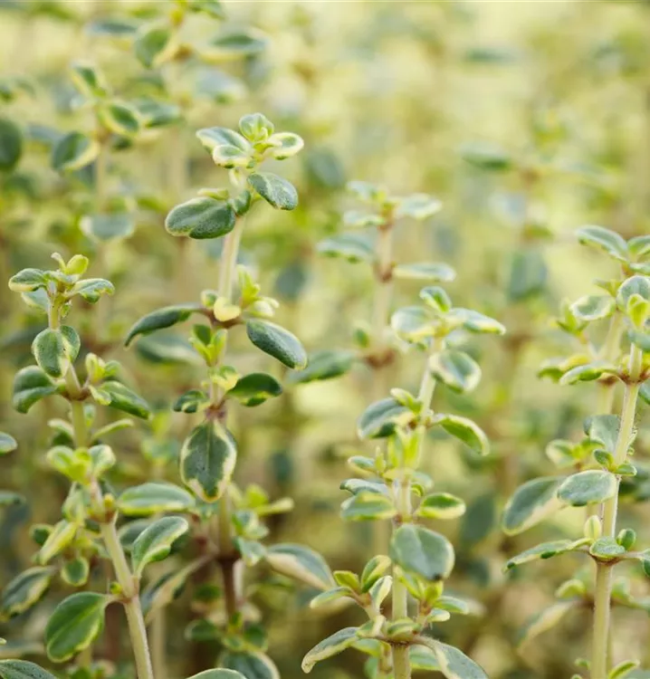 Thymus x citriodorus 'Doone Valley'