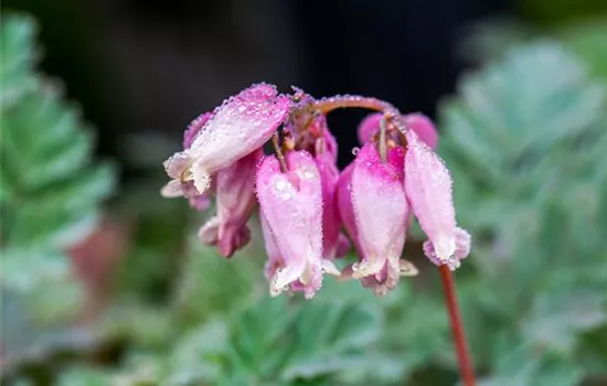 Zwergige Garten-Herzblume 'Luxuriant'