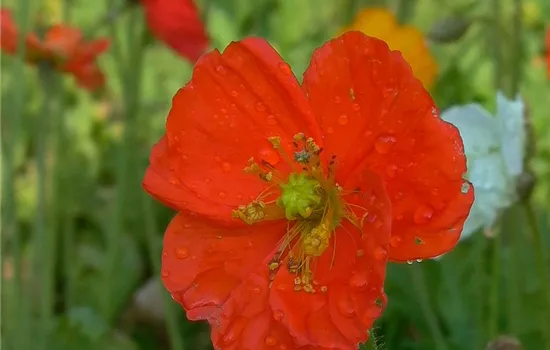 Zwergiger Garten-Mohn 'Gartenzwerg'