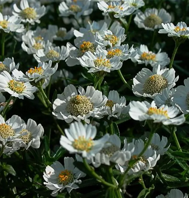 Achillea ptarmica 'Nana Compacta'