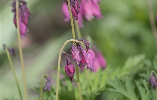 Zwergige Garten-Herzblume