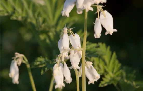 Zwergige Garten-Herzblume 'Alba'