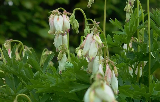 Zwergige Garten-Herzblume 'Aurora'