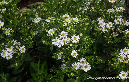 Zwerg-Wild-Aster 'Starshine'®