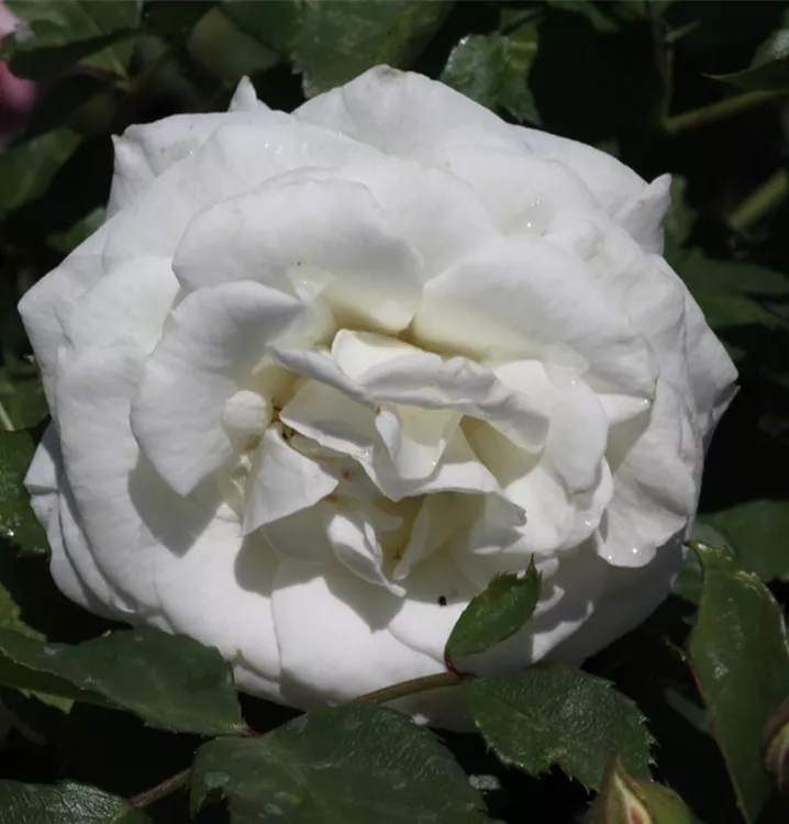 Rosa 'Schneeküsschen'®