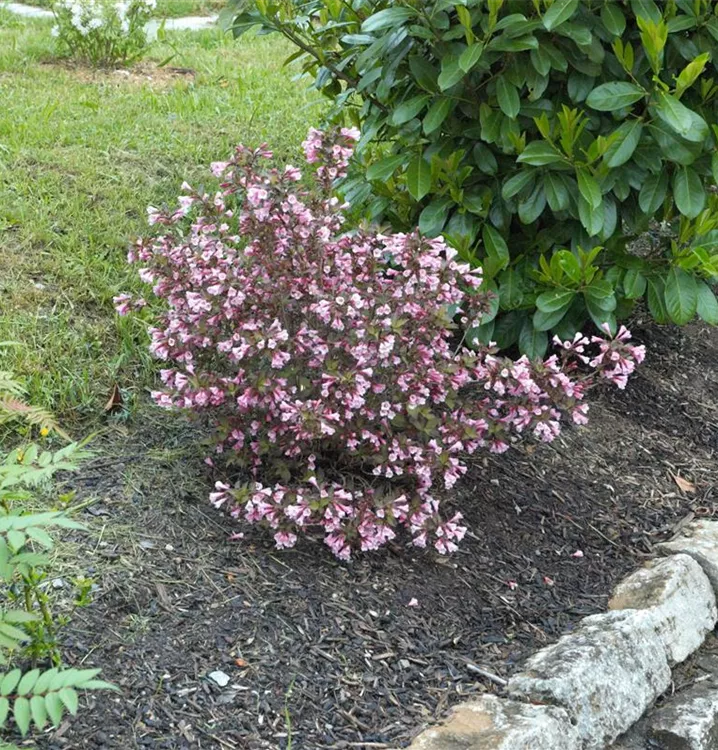 Weigela, kompakt