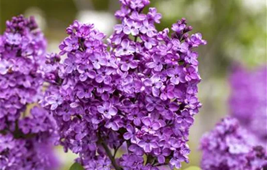 Syringa vulg.'Katharine Havemeyer'