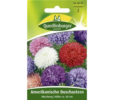 Amerikanische Buschaster-Samen