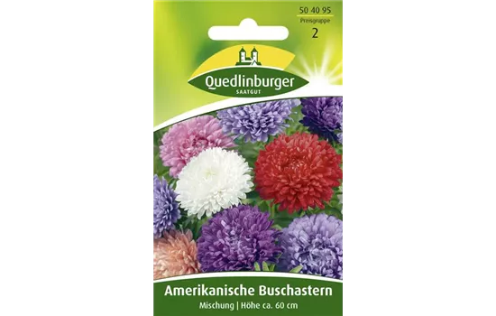 Amerikanische Buschaster-Samen