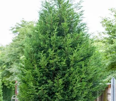 Cupressocyparis leylandii