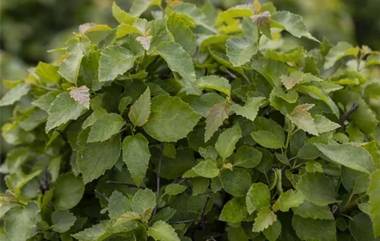 Betula pendula 'Magical Globe'