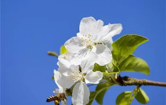 Malus 'Butterball'