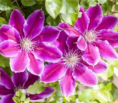 Clematis 'Dr. Ruppel'