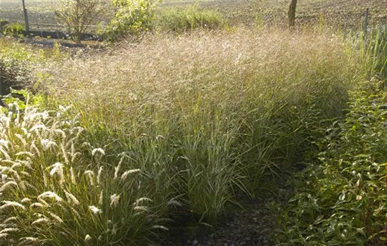 Panicum virgatum 'Shenandoah'