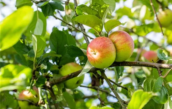 Malus 'Himbeerapfel v.Holowaus' CAC