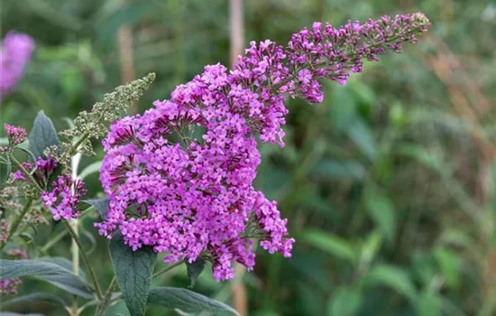 Buddleja davidii 'Pink Delight'