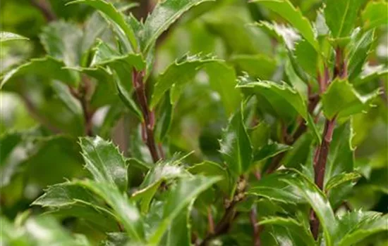 Ilex meserveae 'Heckenfee' -R-