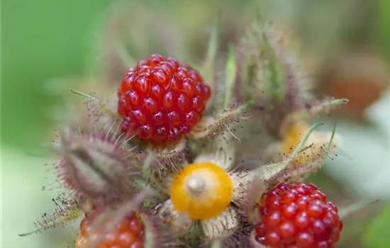 Rubus phoenicolasius