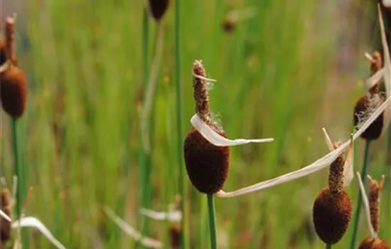 Typha minima