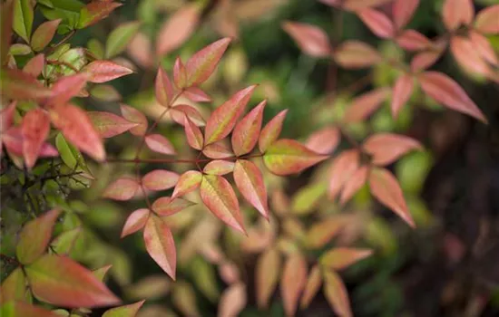 Nandina domestica 'Gulf Stream'