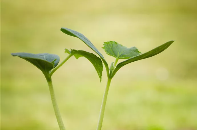 Starke Marken für Ihren Garten