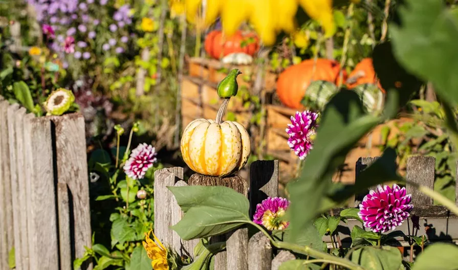 Der Kürbis passt perfekt in den Herbst