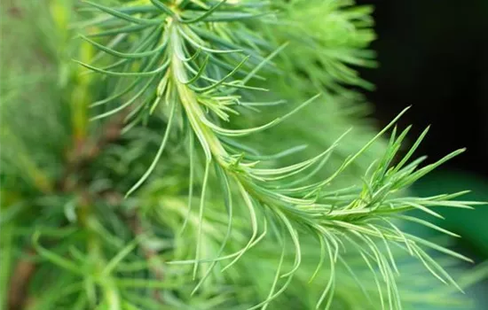 Larix decidua 'Little Bogle'