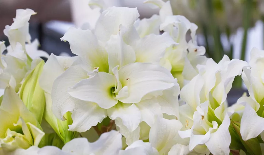 Hippeastrum 'Ice Queen'