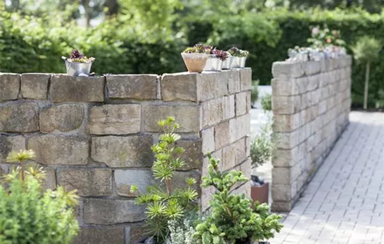 Mediterrane Pflanzen für Balkon und Terrasse machen Stimmung