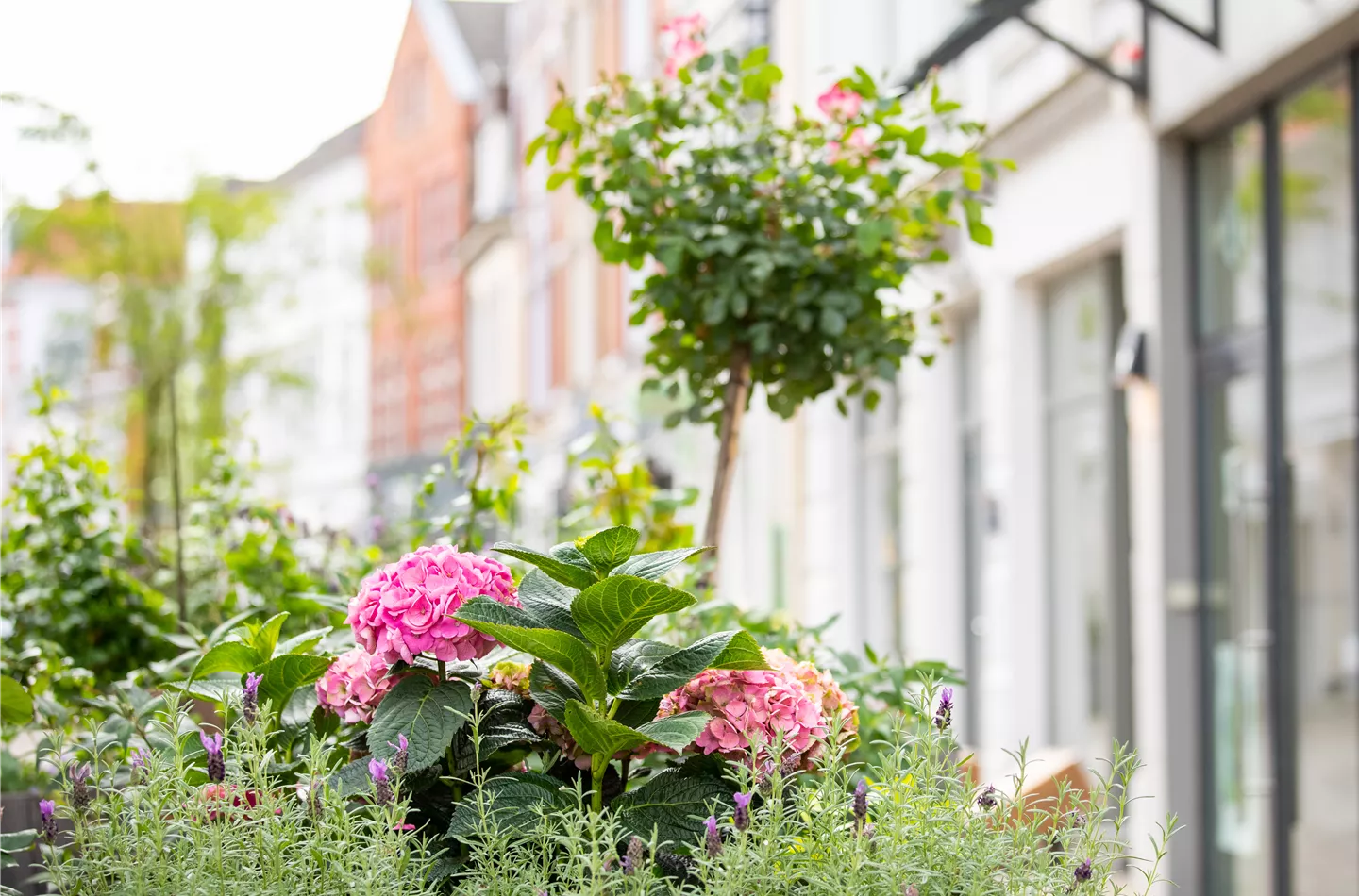 Hortensie in Stadtgarten (GS622402.jpg)