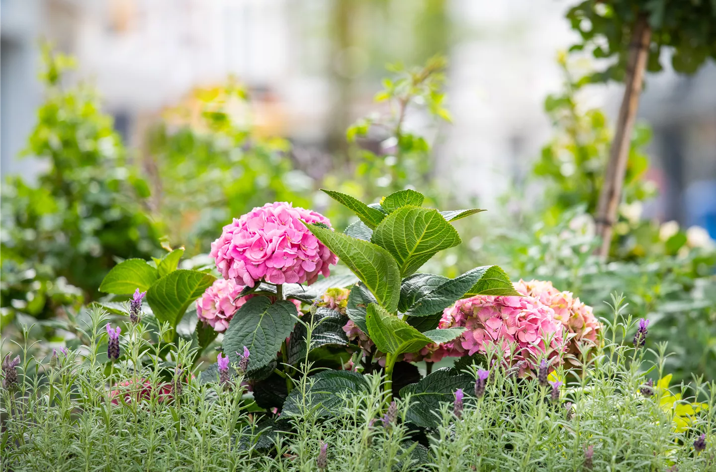 Hortensie in Stadtgarten (GS622403.jpg)