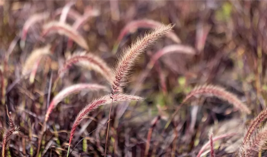 Winterharte Gräser sind Highlights im Garten