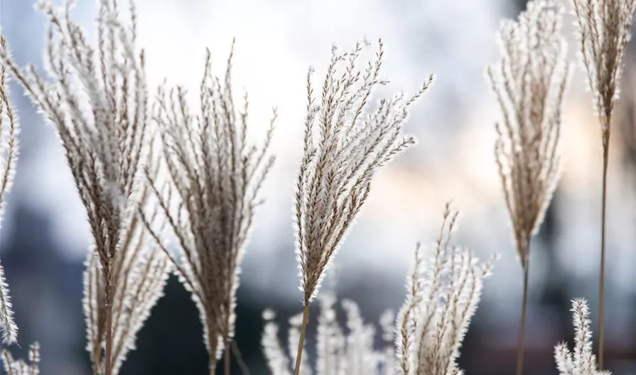 Winterharte Gräser sorgen für Hingucker im Garten