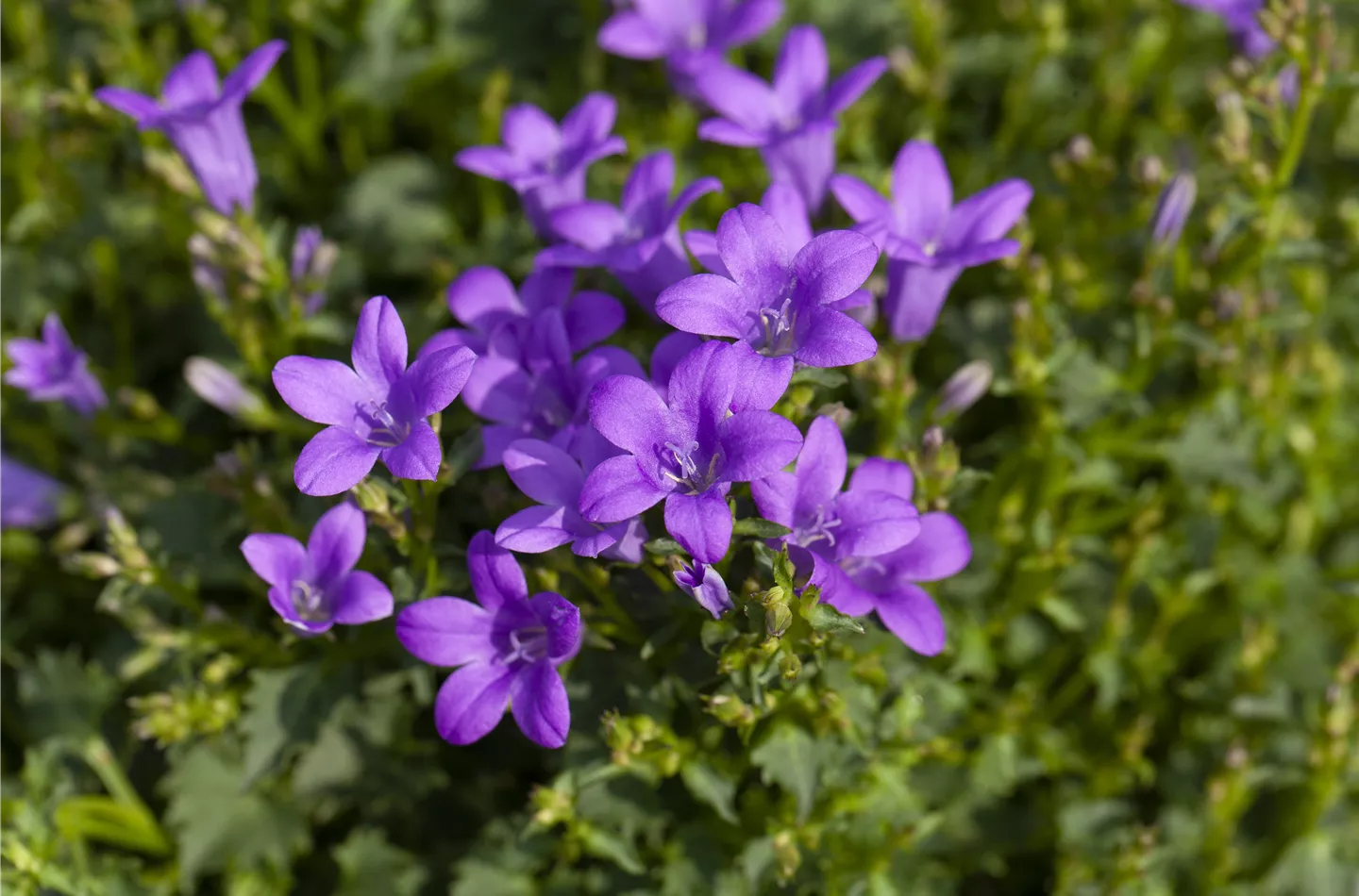 Campanula portenschlagiana, blau (GS639797.jpg)